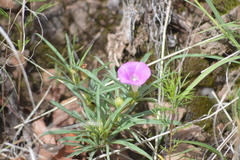 Ipomoea madrensis