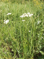 Achillea ledebourii