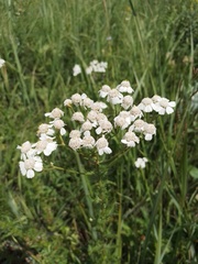 Achillea ledebourii