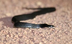 Mair's Keelback photo 2