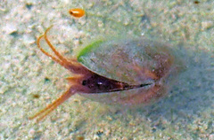 Cyzicus