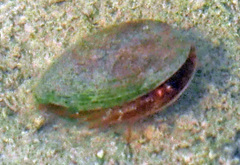 Cyzicus