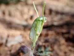 Pterostylis nana