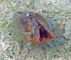 Cyzicus