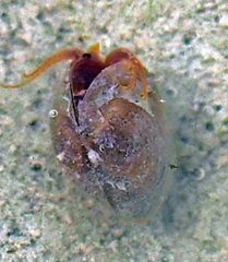 Cyzicus