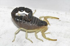 Parabuthus schlechteri