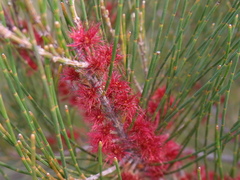 Allocasuarina emuina