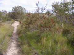 Allocasuarina emuina