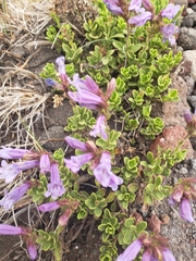 Penstemon davidsonii davidsonii