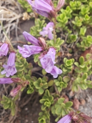 Penstemon davidsonii davidsonii