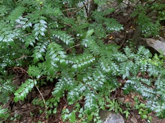 Zanthoxylum piperitum
