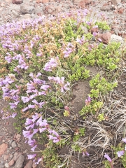 Penstemon davidsonii davidsonii