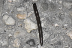 Acanthoiulus fuscipes