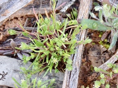 Millotia muelleri