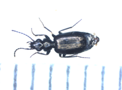 Syntomus foveatus