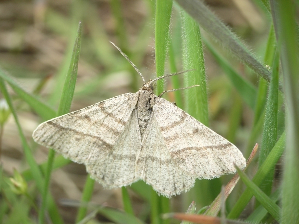 Tephrina murinaria
