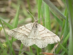 Isturgia murinaria
