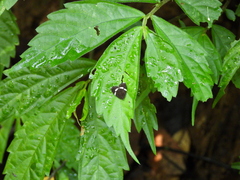 Alampla arcifraga