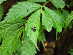 Alampla arcifraga