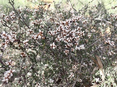 Cryptandra magniflora