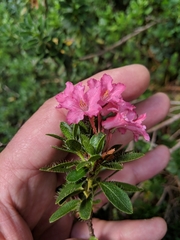 Rhododendron hirsutum