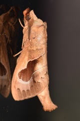 Paralebeda plagifera