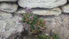 Limonium dodartii