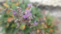 Limonium dodartii