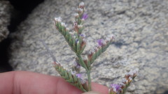 Limonium dodartii