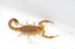 Uroplectes gracilior