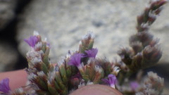 Limonium dodartii