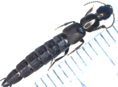 Pseudocypus