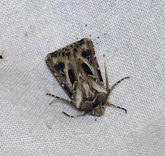 Agrotis vestigialis