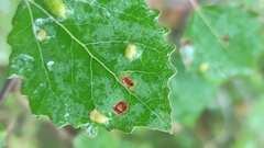 Aceria varia