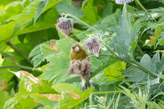 Chloris sinica kawarahiba