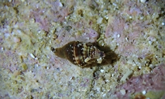 Vexillum tusum
