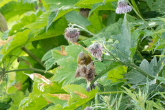 Chloris sinica kawarahiba