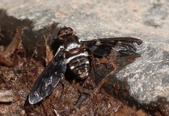 Exoprosopa dorcadion