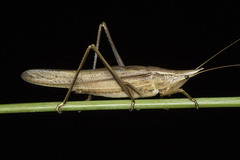 Neoconocephalus exiliscanorus