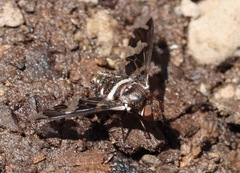 Exoprosopa dorcadion