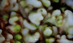 Leptoseris incrustans