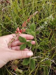 Indigofera trifolioides
