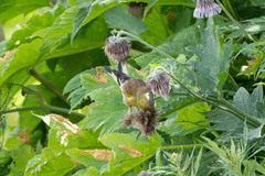 Chloris sinica kawarahiba