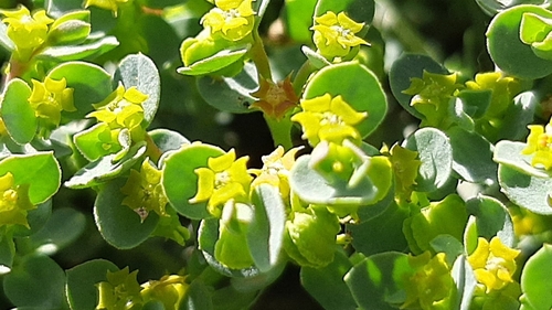Herniaria-leaf spurge (Euphorbia herniariifolia)