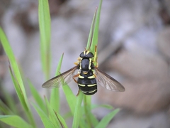Xanthogramma citrofasciatum