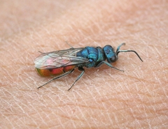 Chrysura