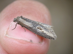 Doloploca punctulana