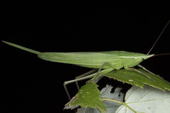 Neoconocephalus exiliscanorus