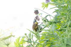 Chloris sinica kawarahiba