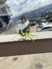 Hierodula transcaucasica